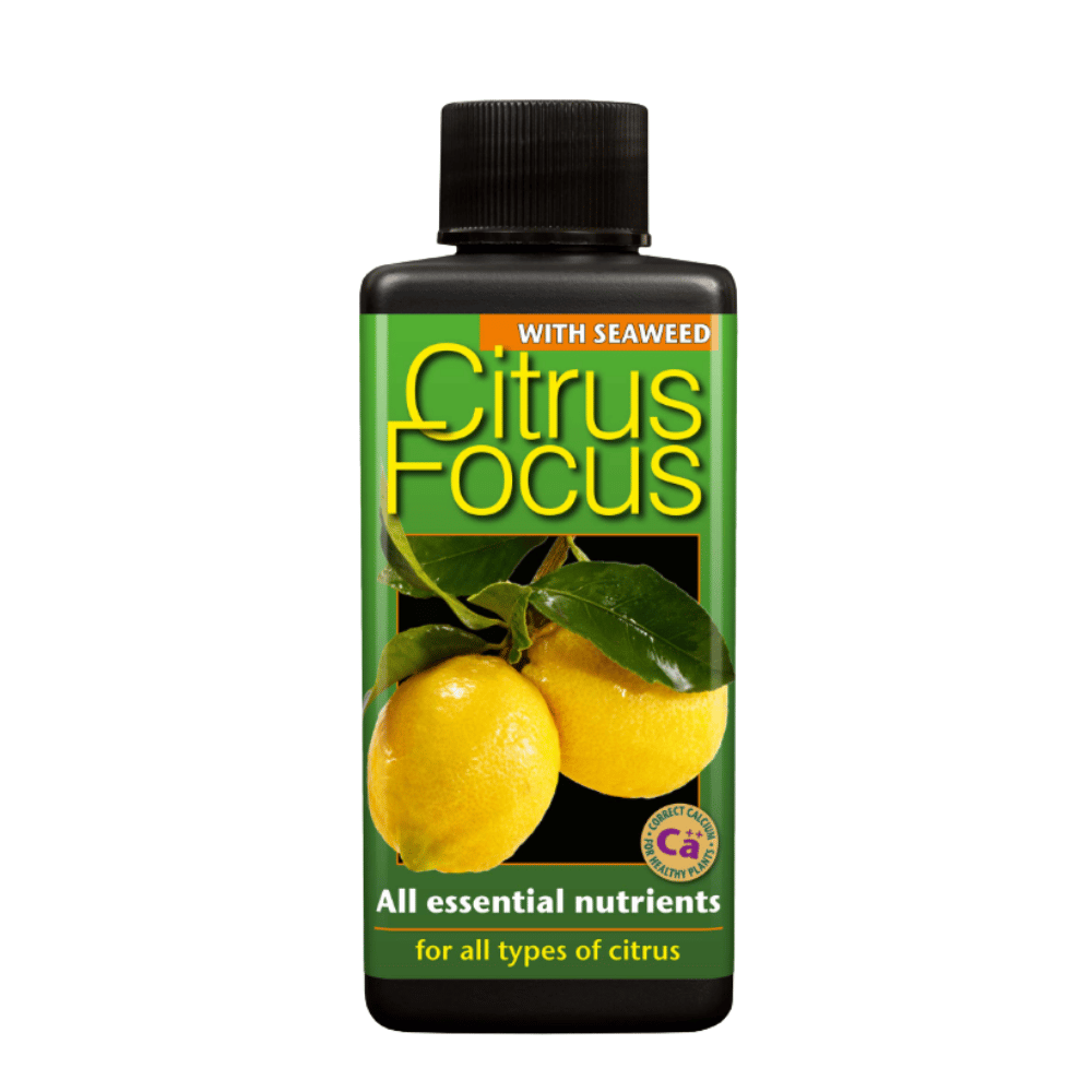 Citrus Focus 300 ml