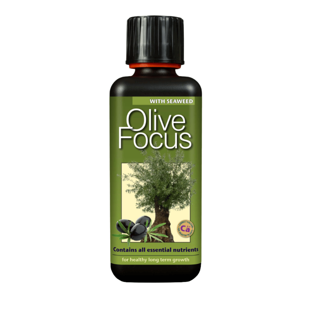 Olive Focus 300 ml