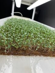 Microgreen Cocomat